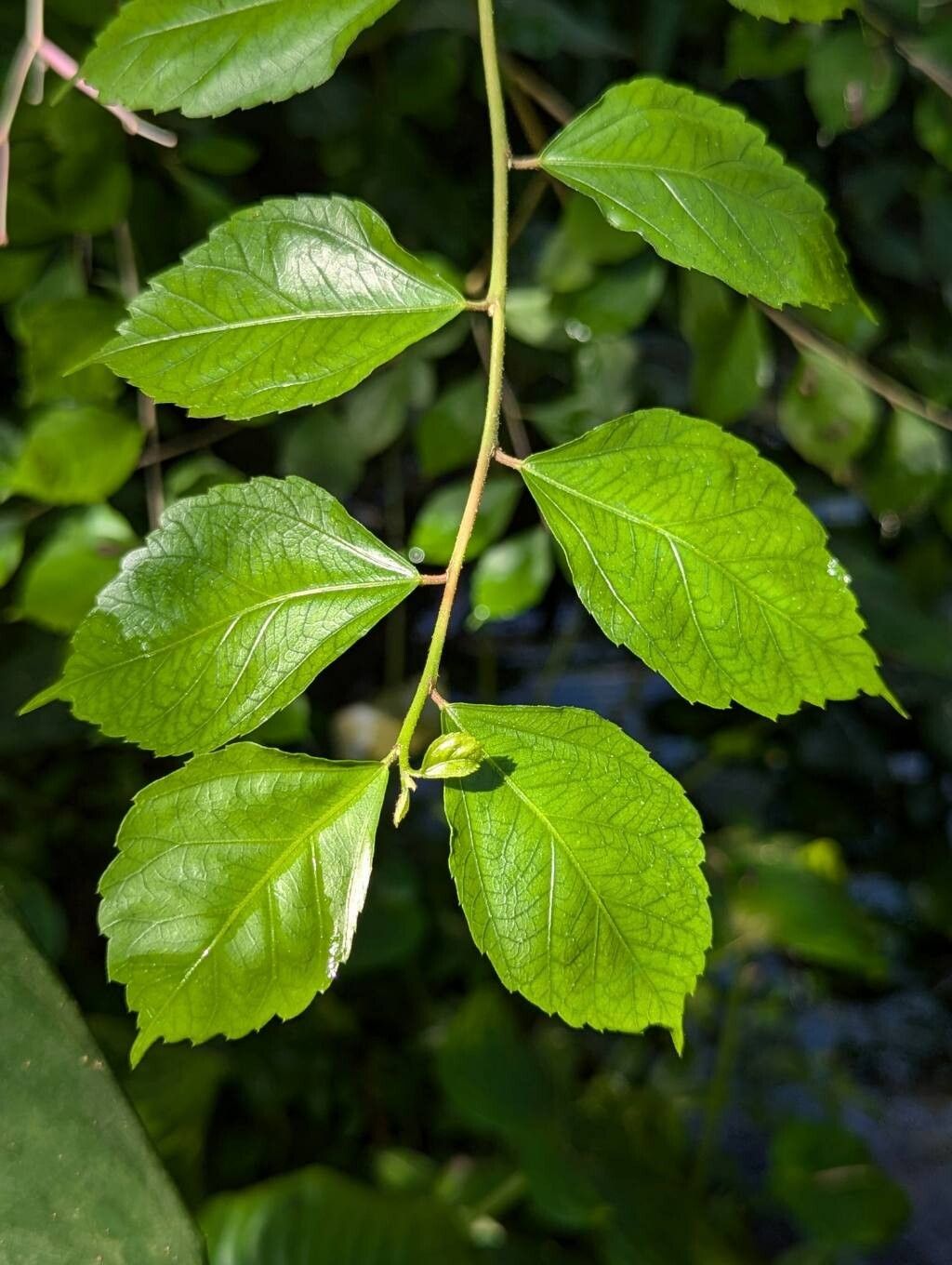 Hibiscus grandidieri leaf
