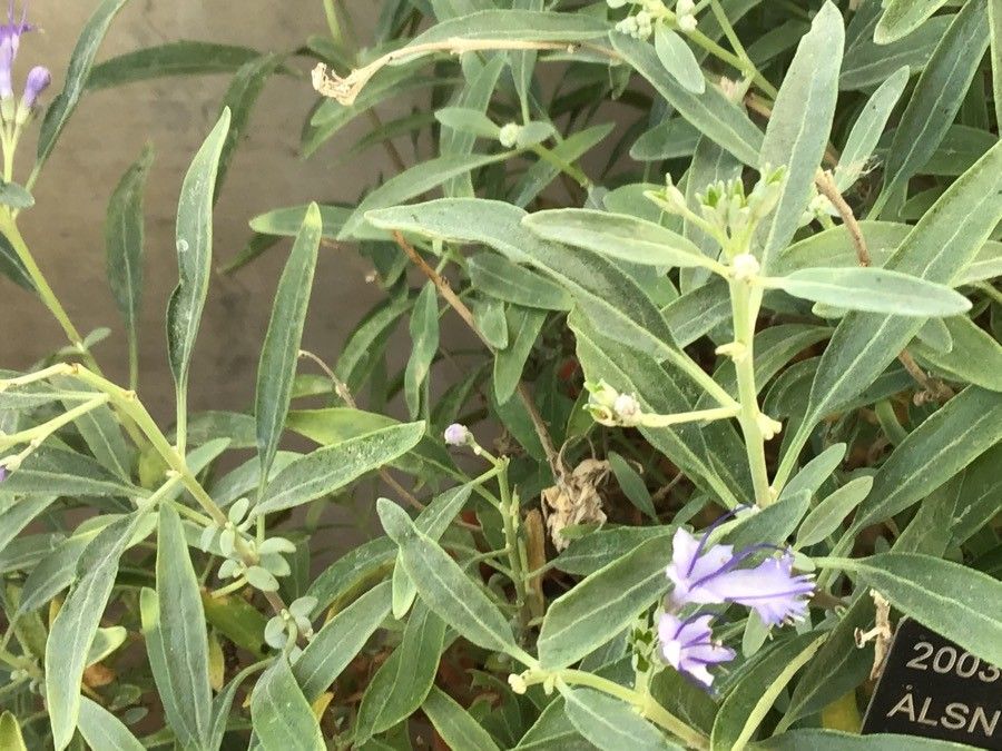 Caryopteris mongholica — related species from the same genus