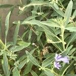 Caryopteris mongholica