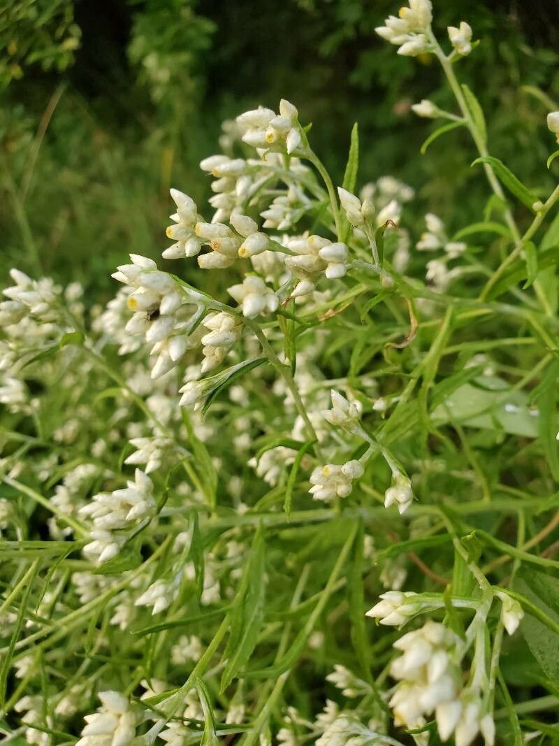 Pseudognaphalium obtusifolium leaf