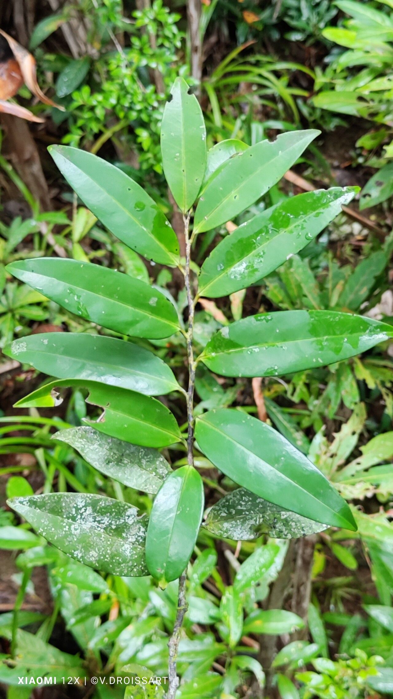 Diospyros squamosa leaf
