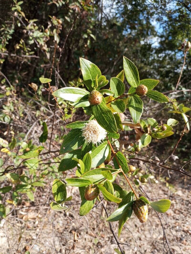 Dasyphyllum spinescens — related species from the same genus