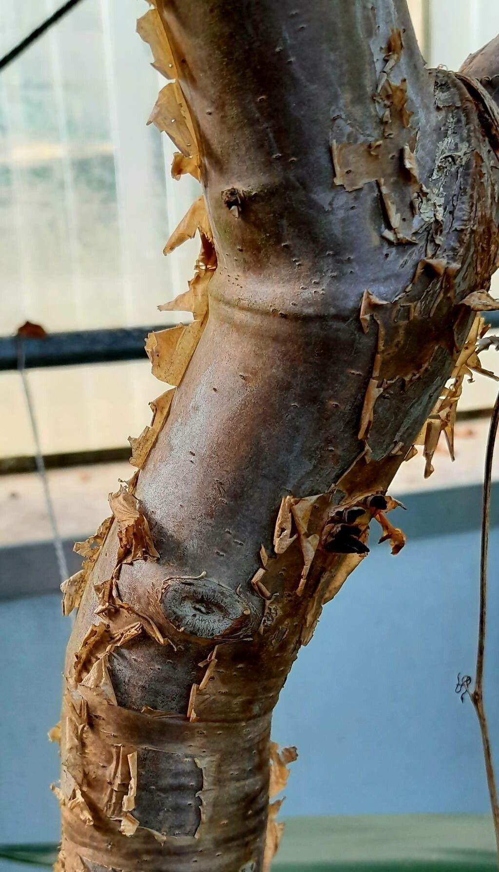 Boswellia sacra bark