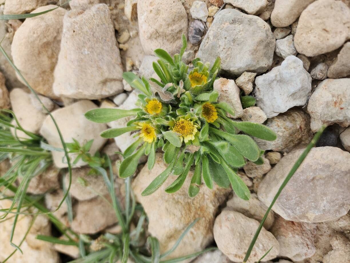 Pallenis hierichuntica habit