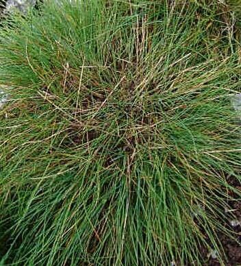 Festuca alpina habit