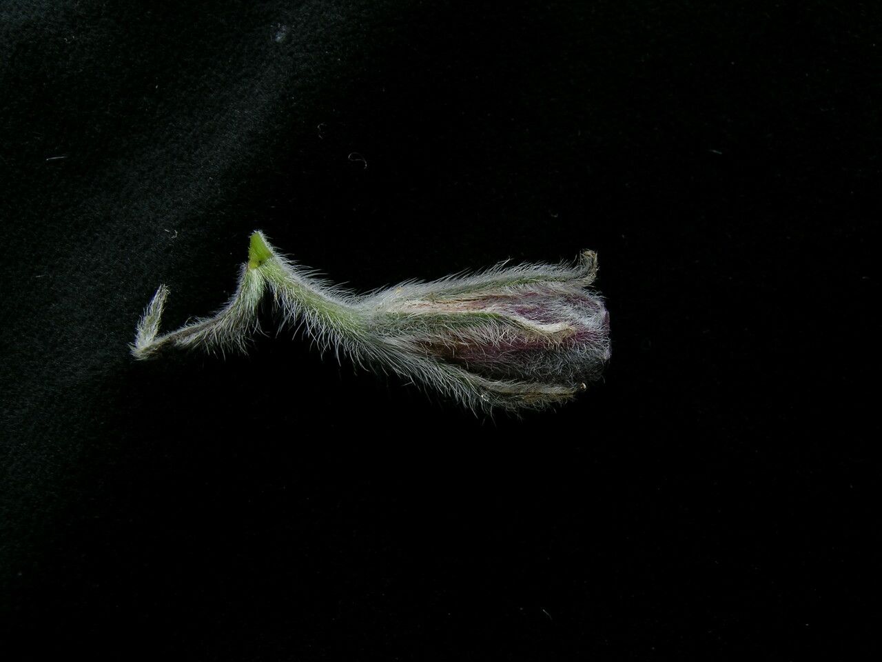 Onosma bracteata fruit