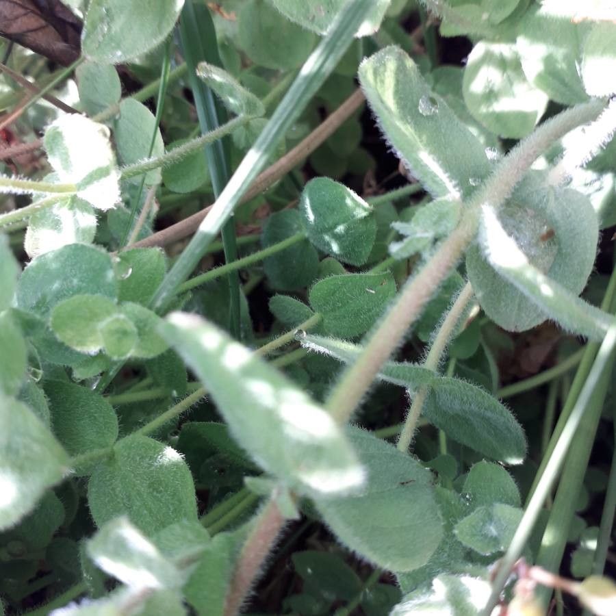 Hypericum elodes bark