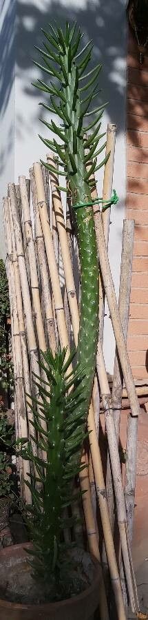 Austrocylindropuntia cylindrica flower
