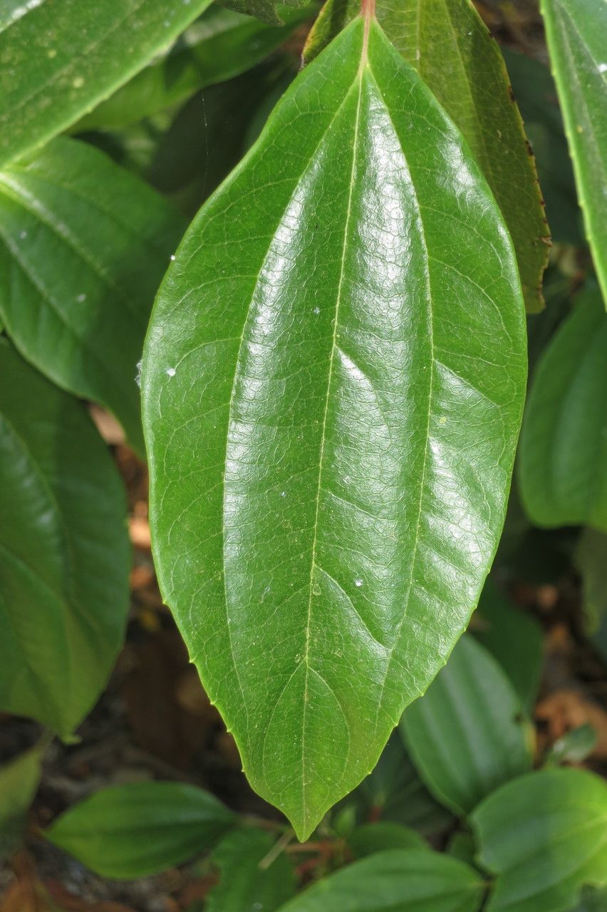 Viburnum cinnamomifolium leaf