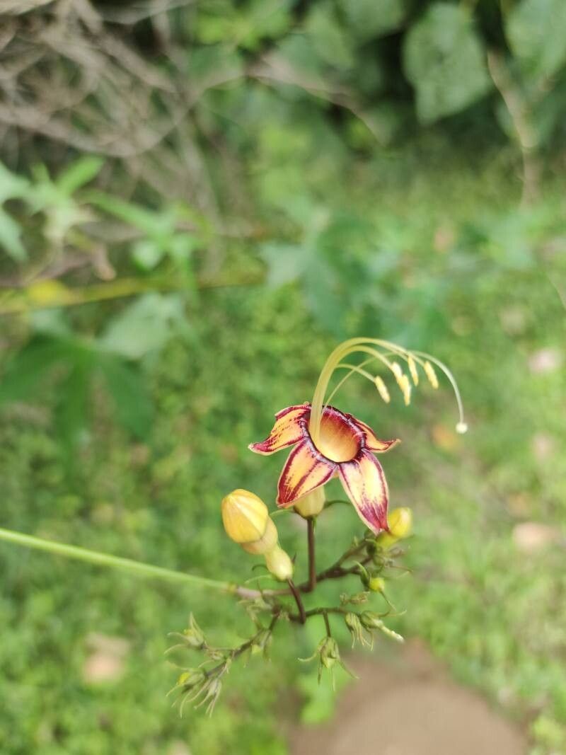 Ipomoea neei flower