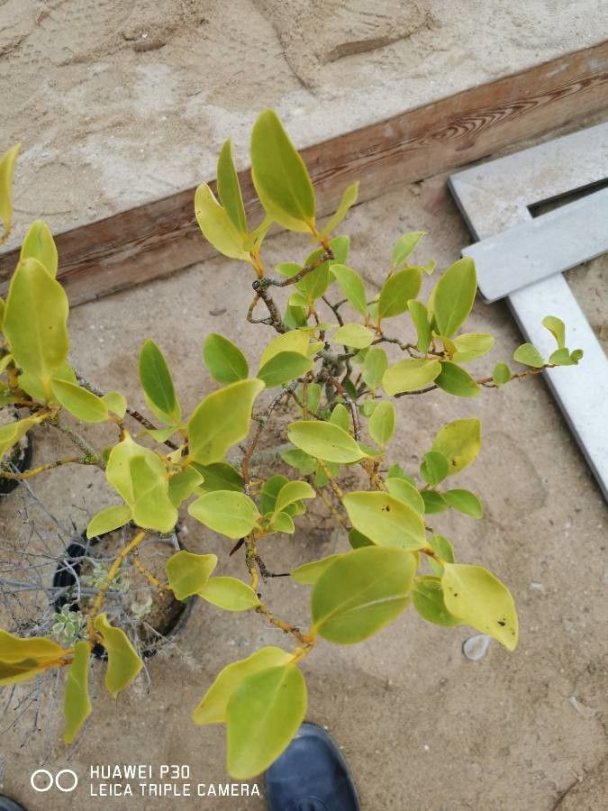 Griselinia littoralis fruit