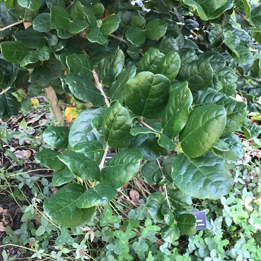 Peumus boldus leaf