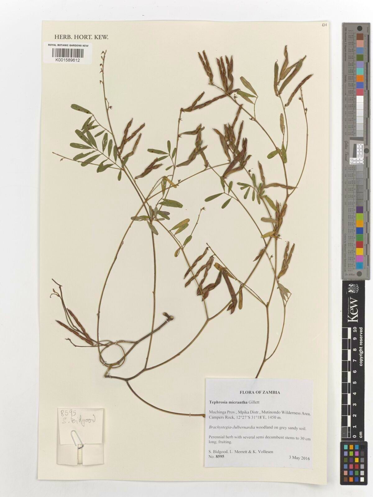 Tephrosia micrantha — search result for 'Tephrosia'