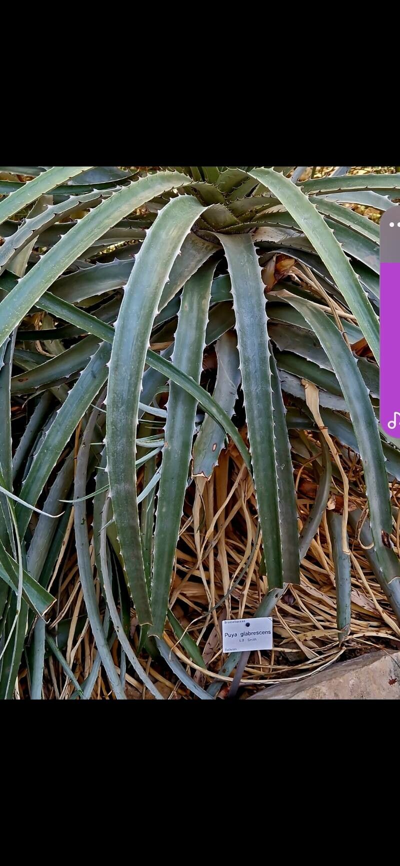 Puya glabrescens leaf