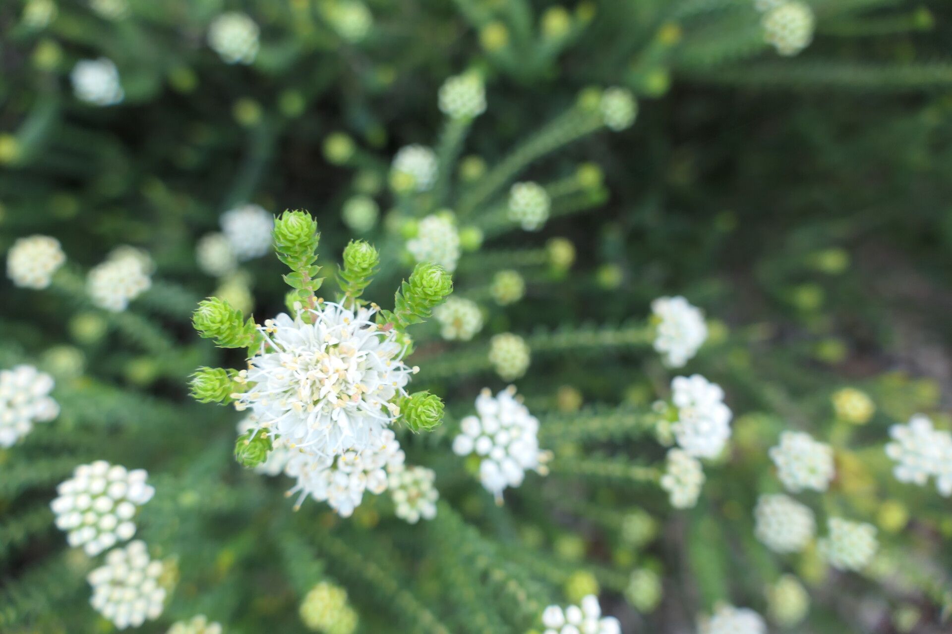 Agathosma apiculata flower