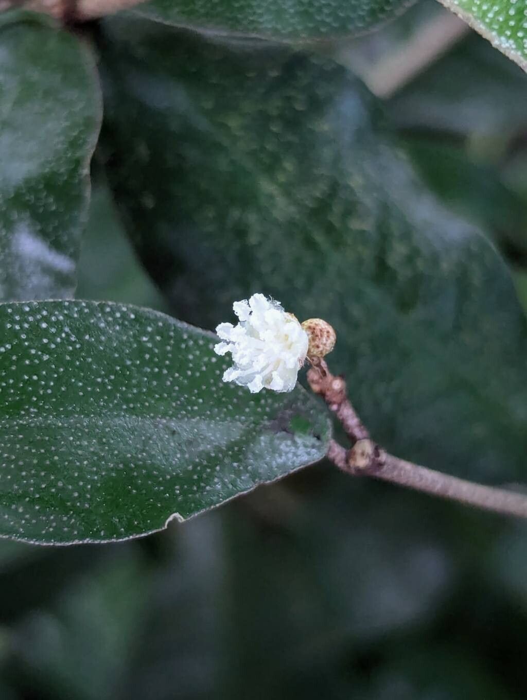 Croton eluteria flower