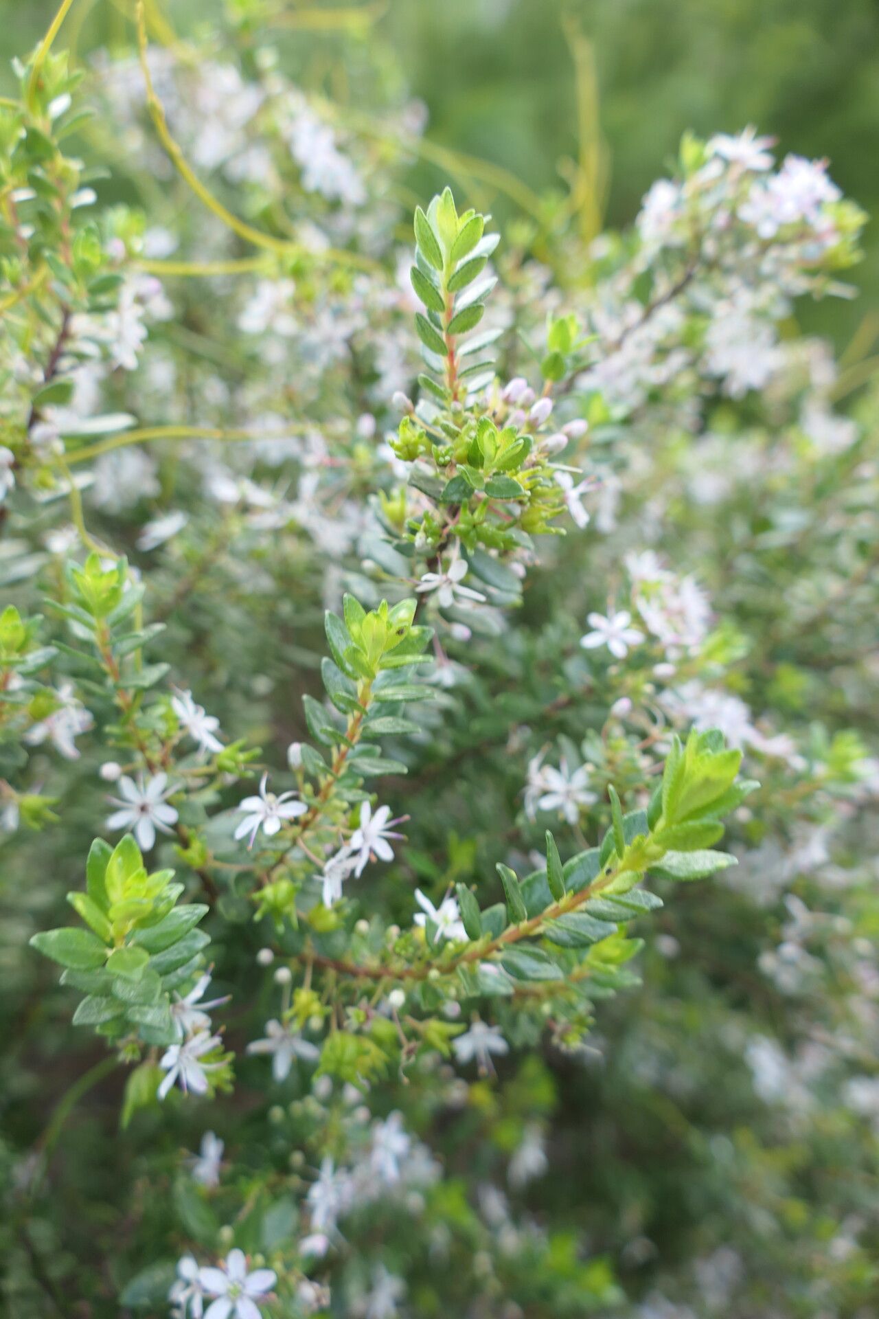 Agathosma ovata — houseplant care guide