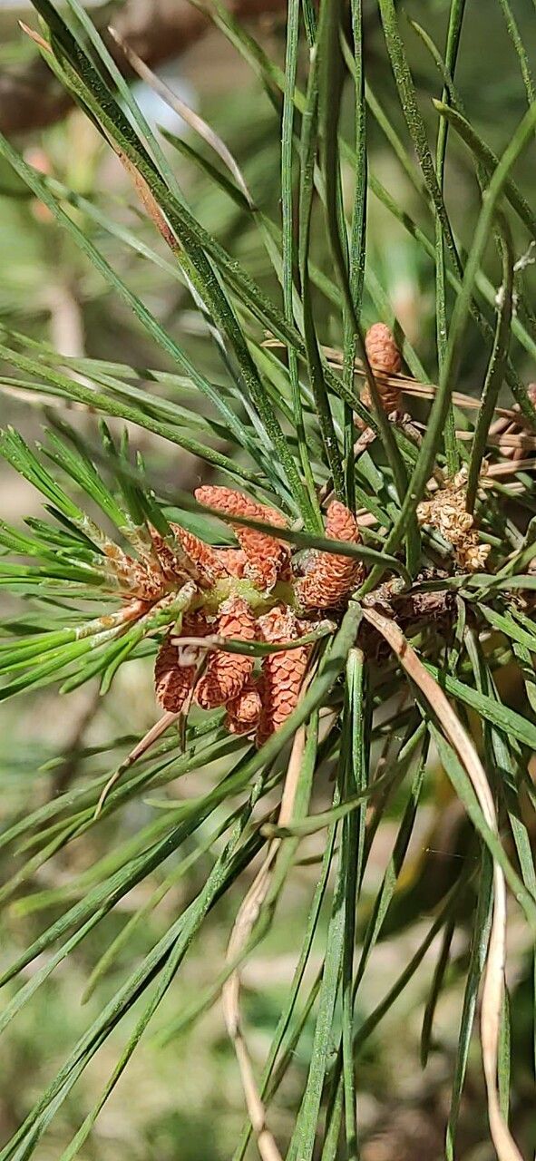 Pinus rigida flower