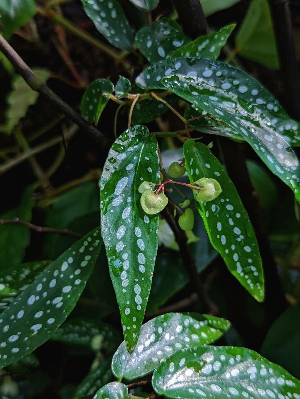 Begonia × albopicta other