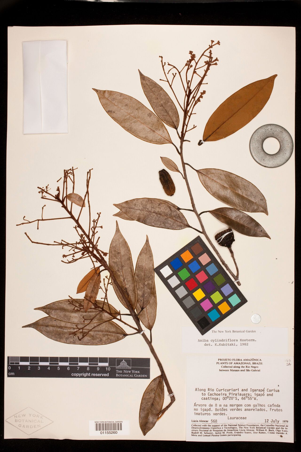 Aniba cylindriflora fruit