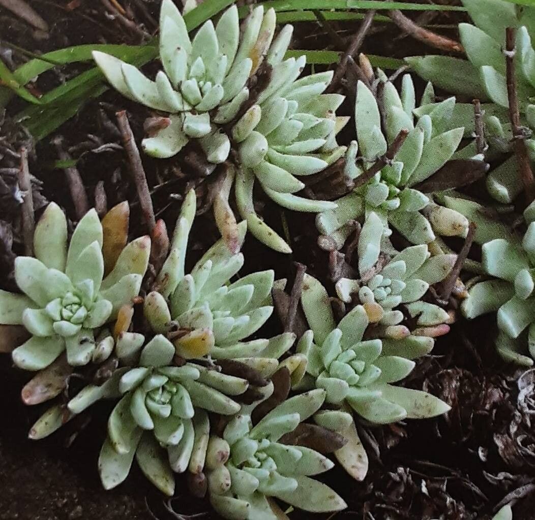 Dudleya attenuata — related species from the same genus