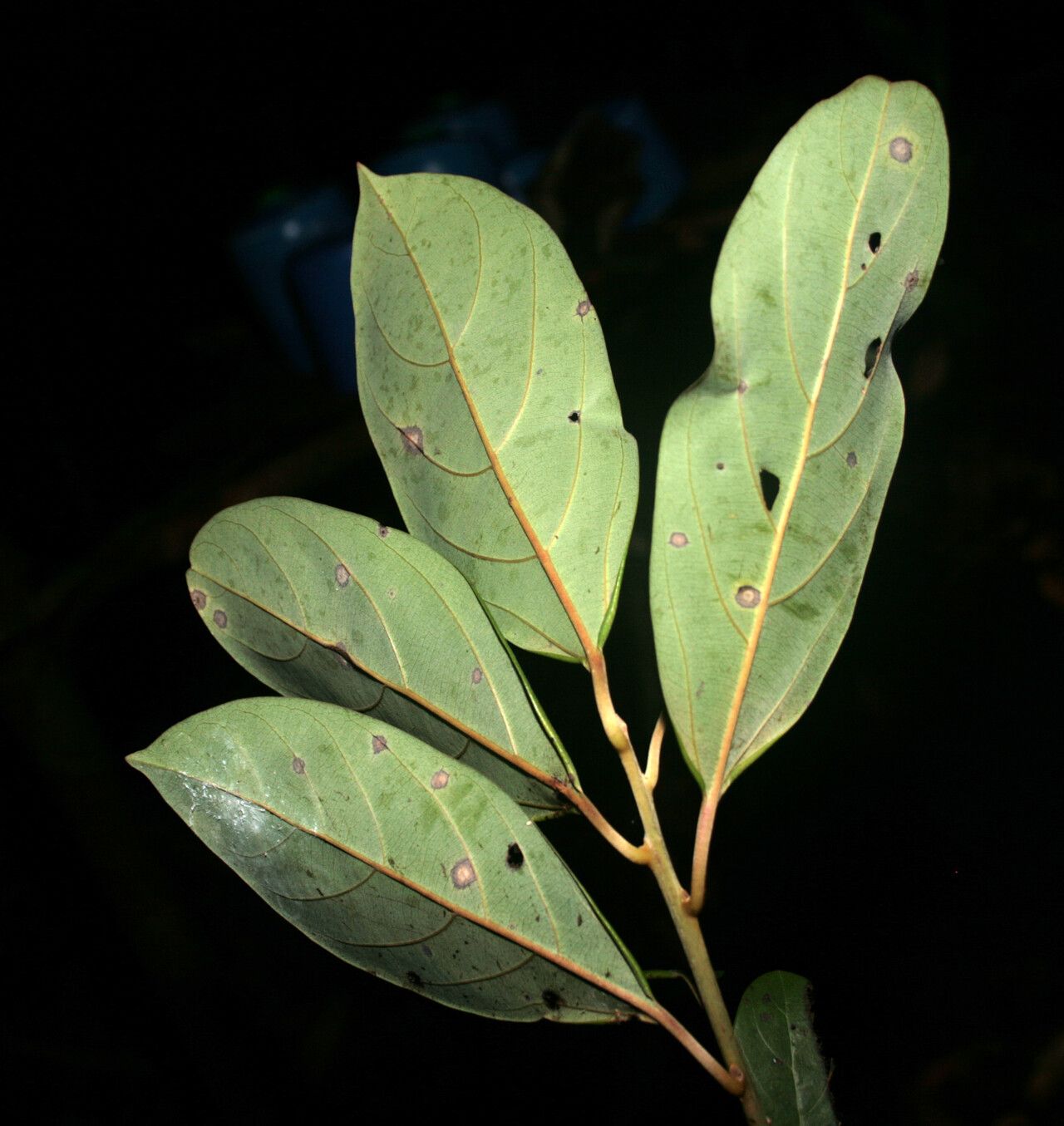 Rhodostemonodaphne saulensis leaf