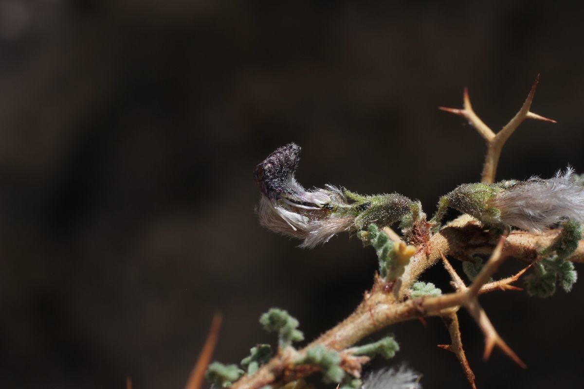 Adesmia polyphylla flower