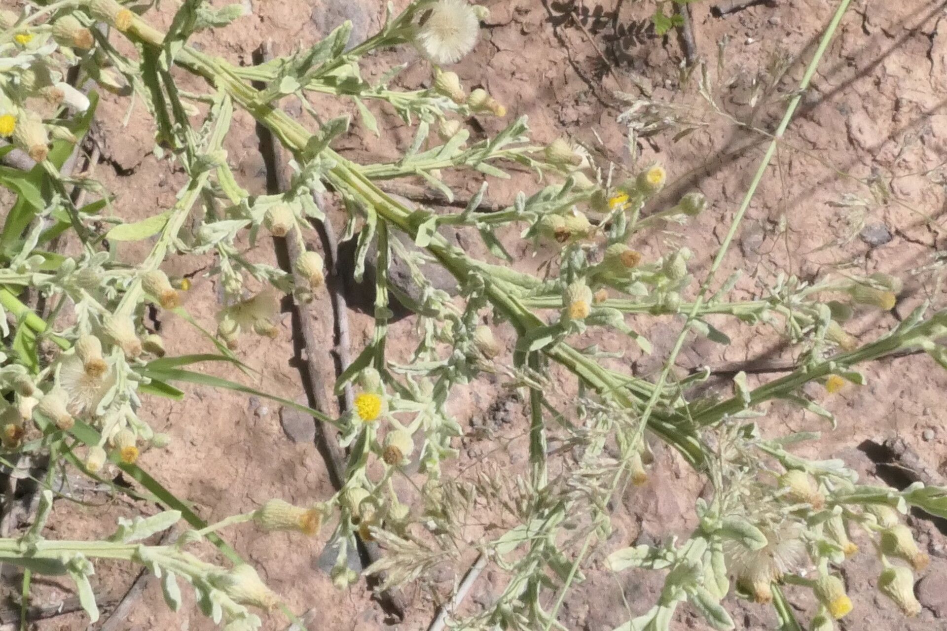 Laggera decurrens habit