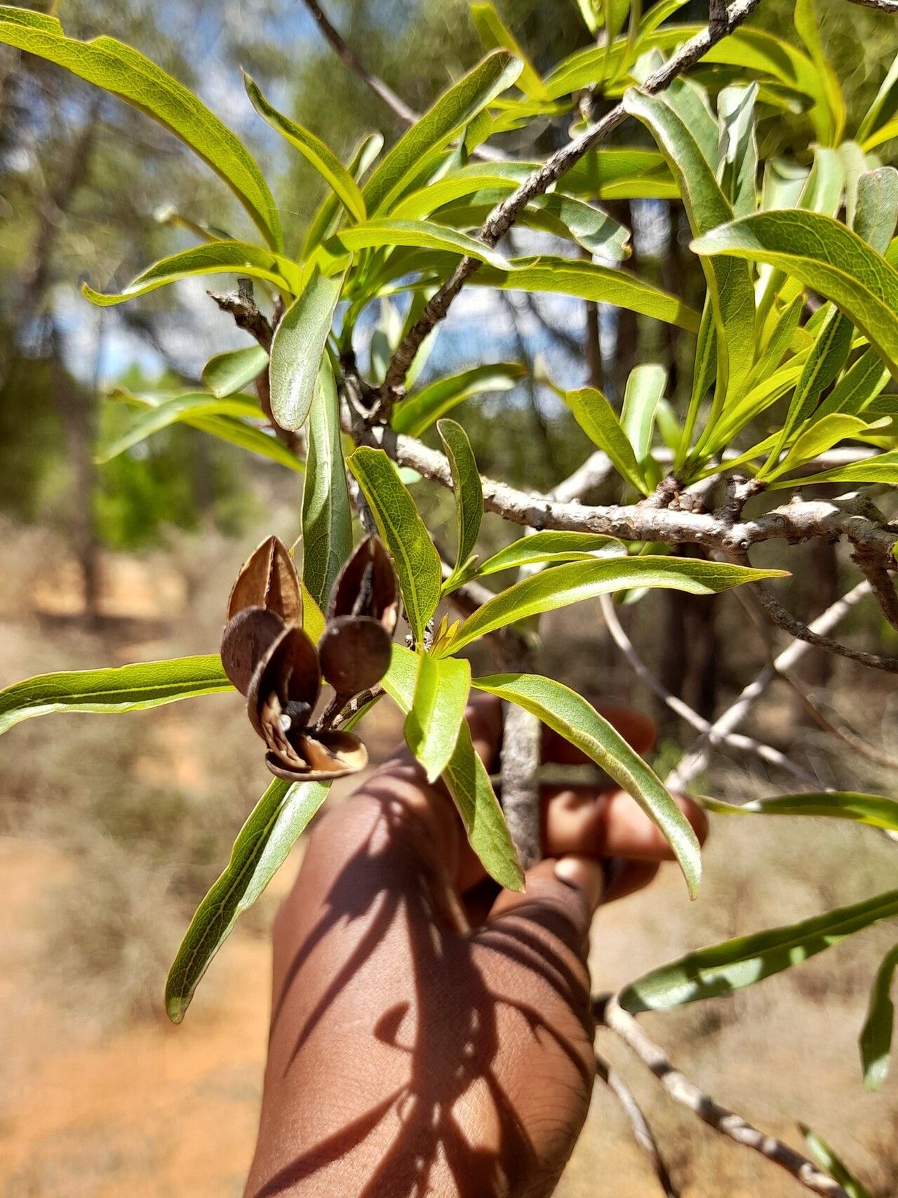 Hymenodictyon decaryi — related species from the same genus