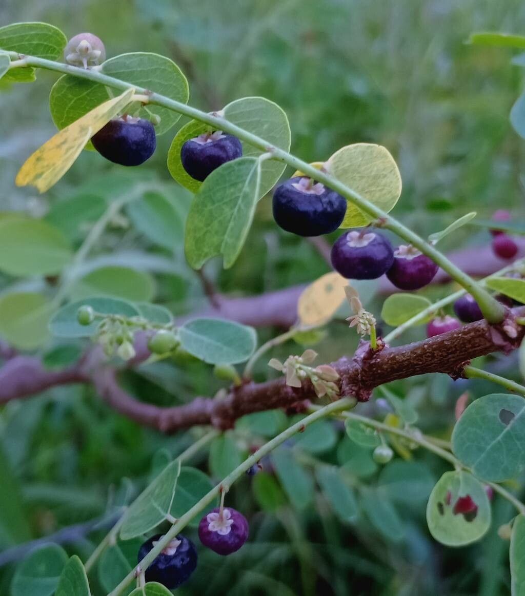 Phyllanthus reticulatus fruit
