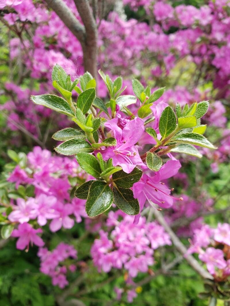 Rhododendron obtusum — search result for 'Rhododendron'