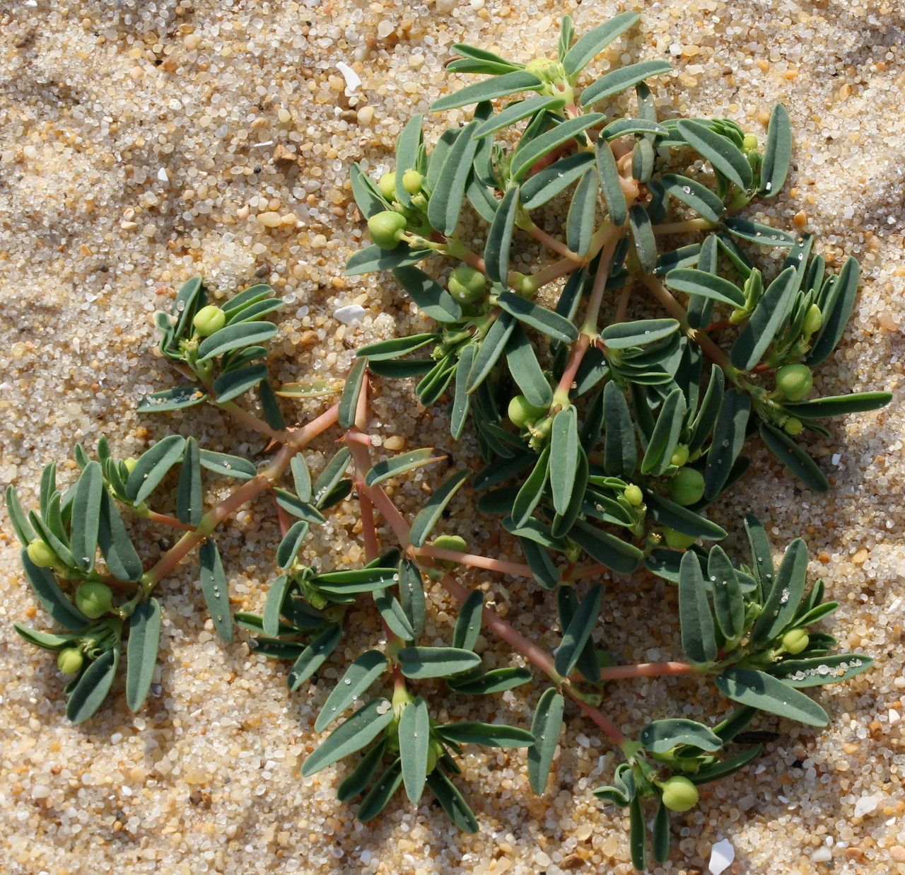 Euphorbia polygonifolia habit