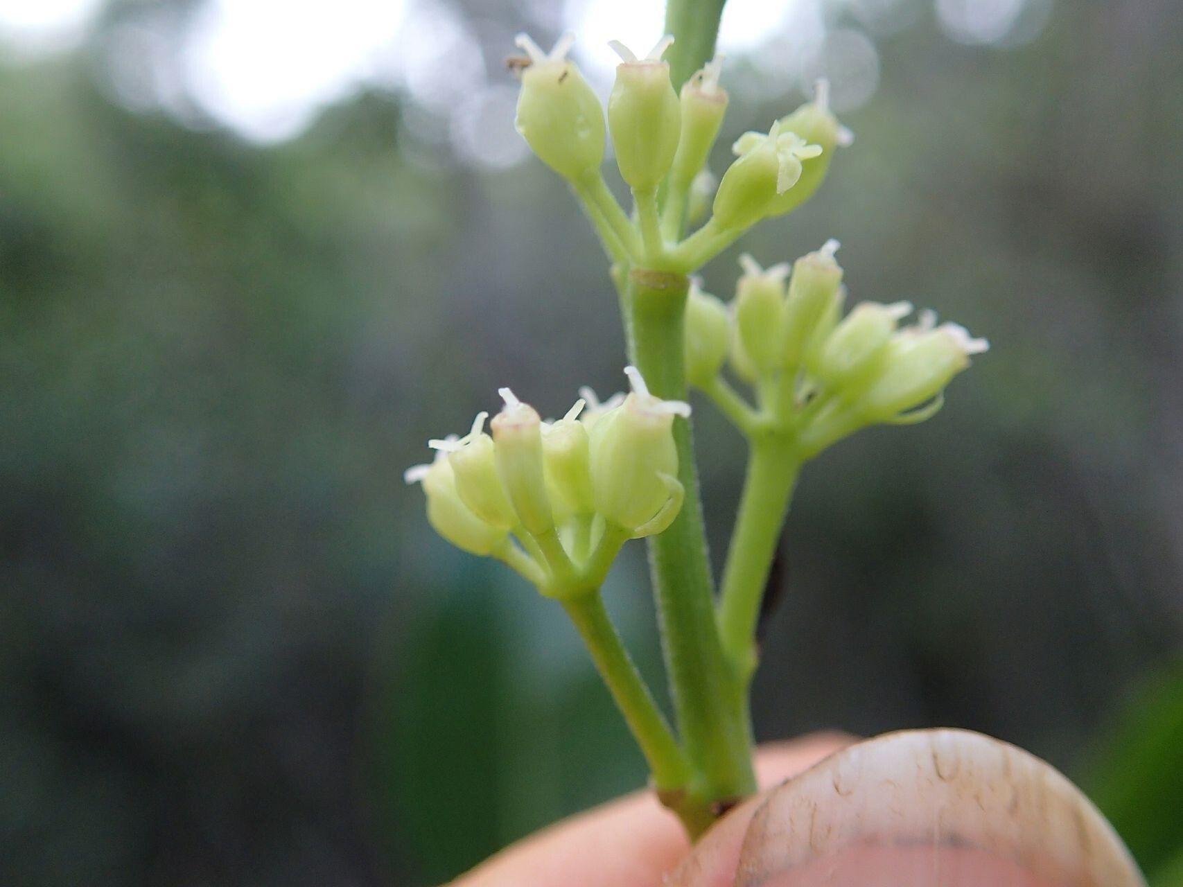 Polyscias scopoliae fruit