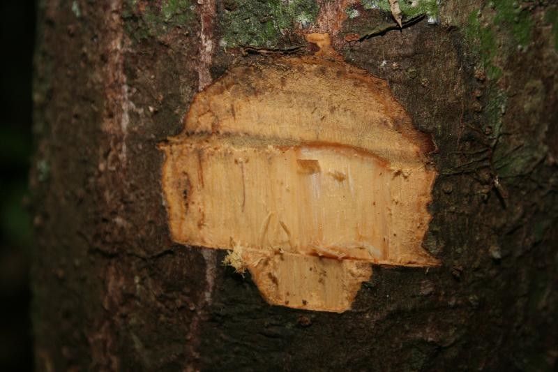 Aniba parviflora other