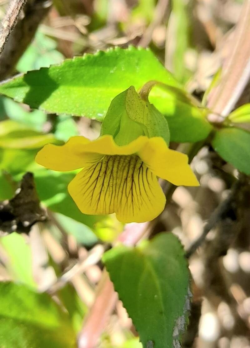 Mecardonia grandiflora flower