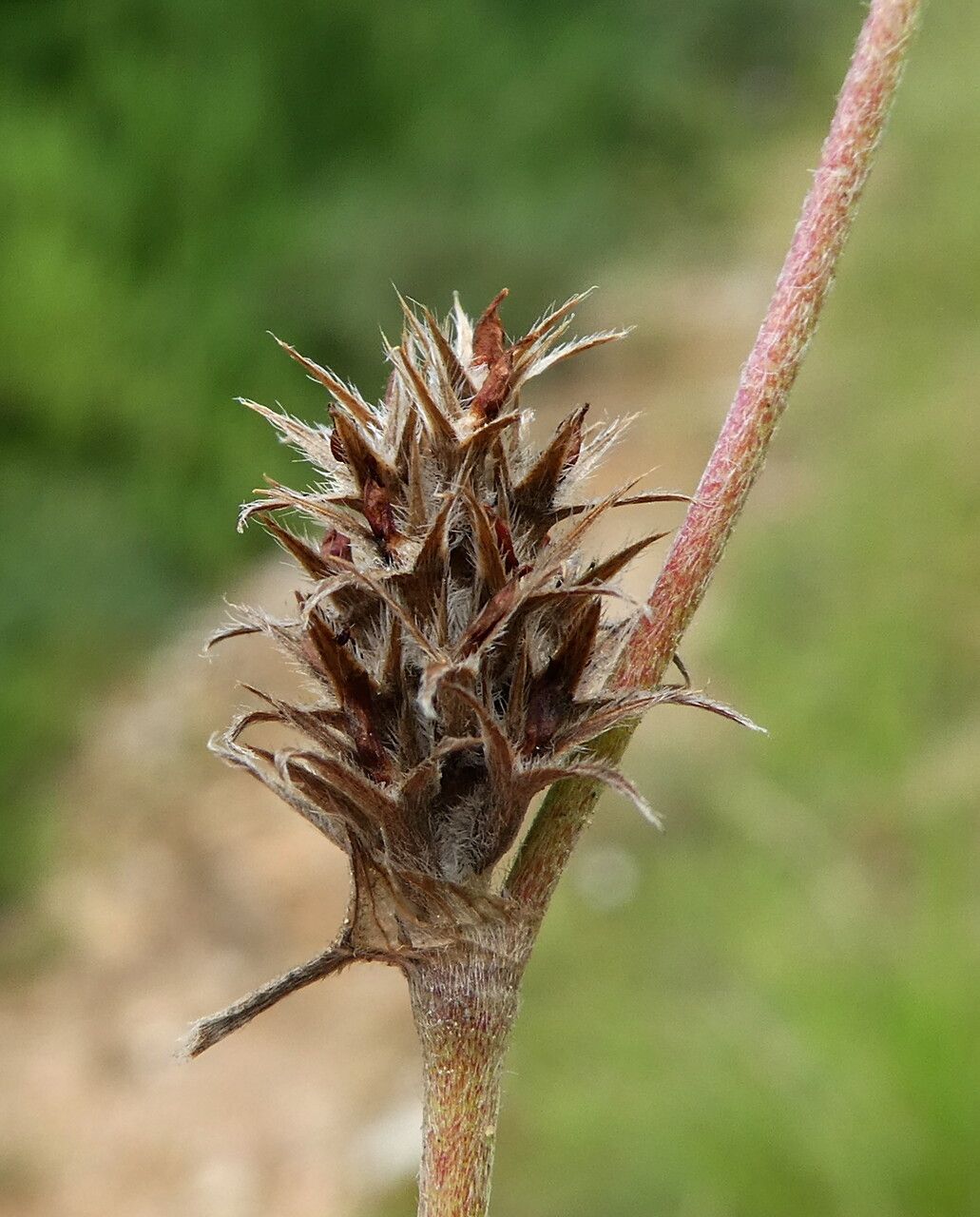 Trifolium scabrum fruit