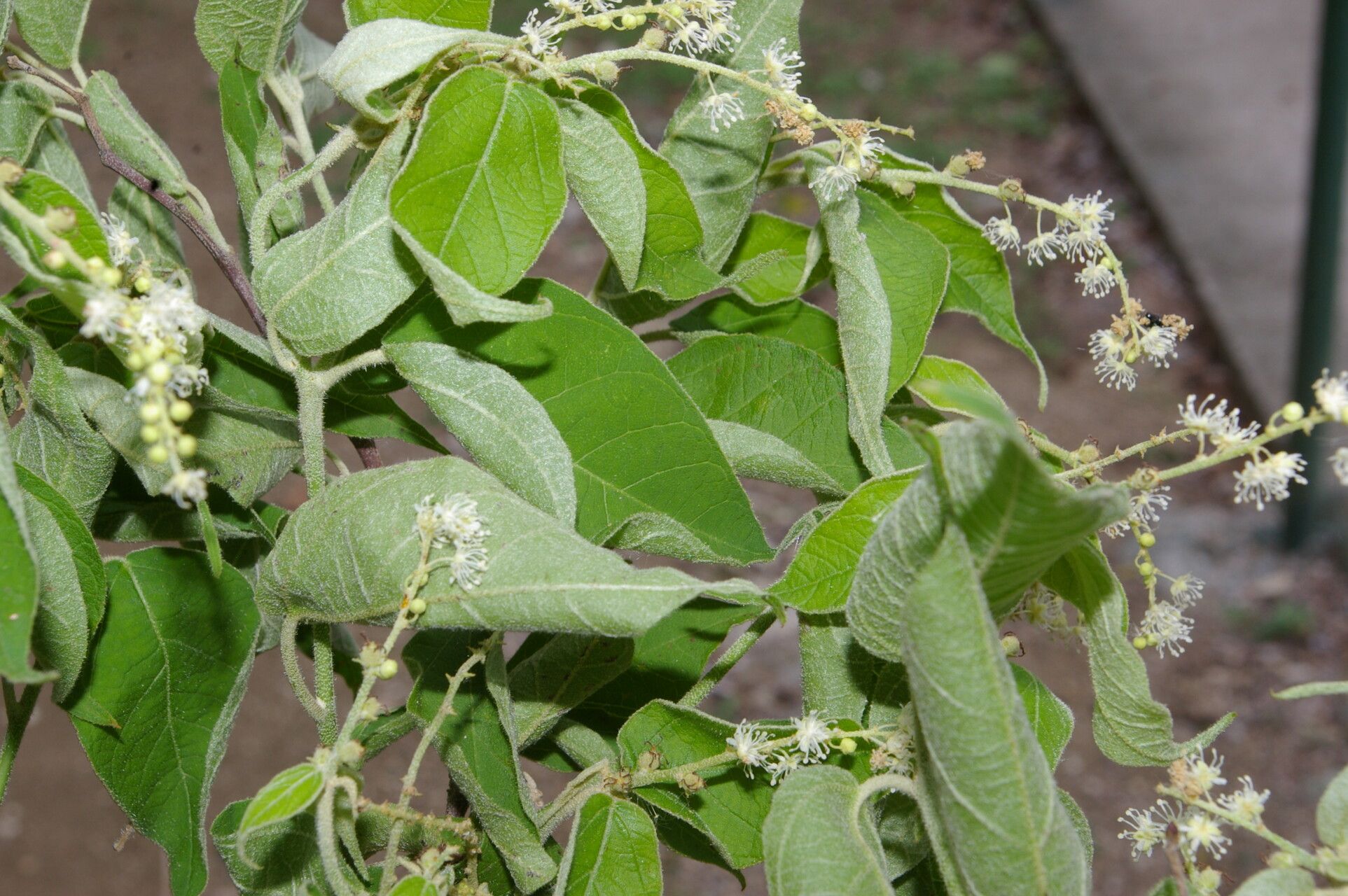 Croton morifolius leaf