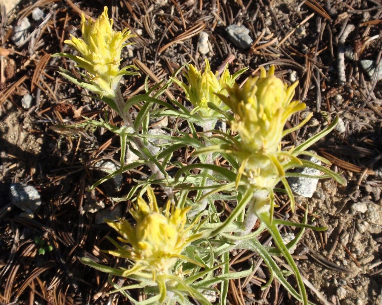 Castilleja arachnoidea habit
