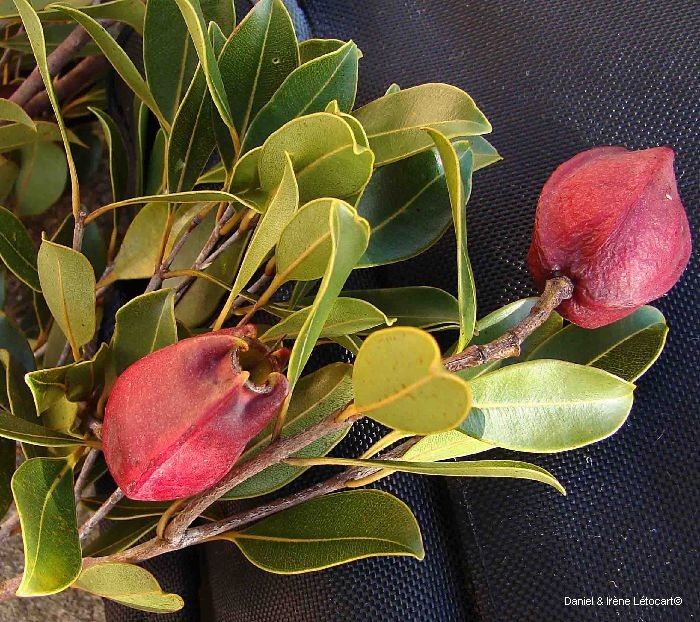 Syzygium pterocalyx fruit