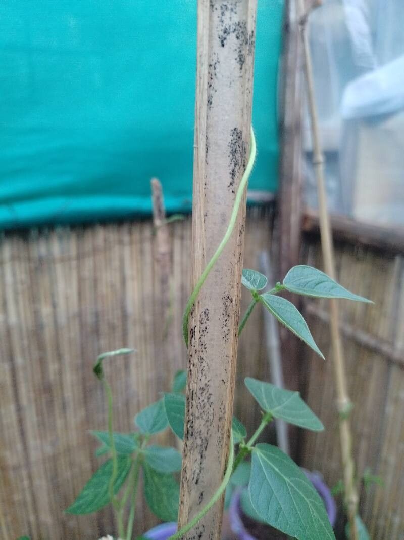 Vigna gazensis other