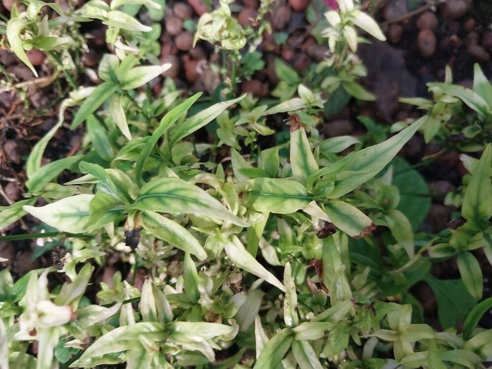 Dianthera pectoralis leaf