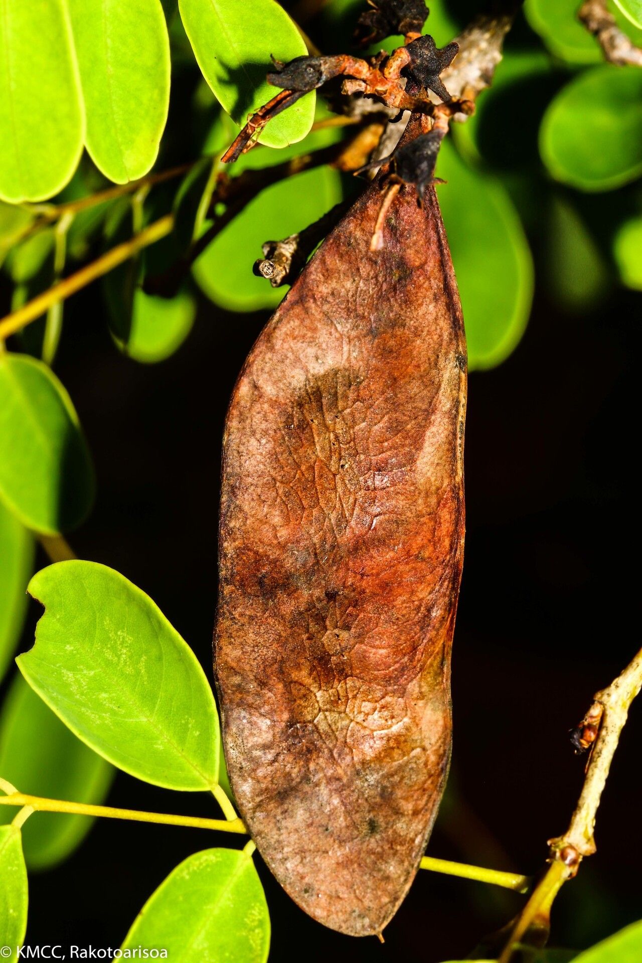 Dalbergia tsiandalana fruit