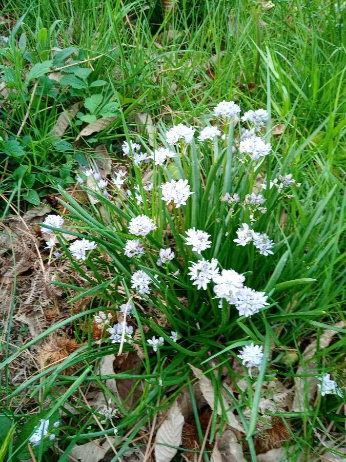 Tractema umbellata — search result for 'Melanthiaceae'