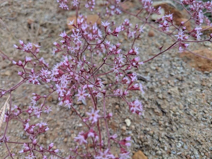 Chorizanthe fimbriata — search result for 'Polygonaceae'