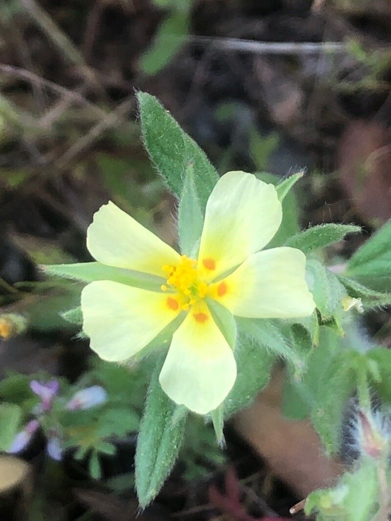 Helianthemum ledifolium flower