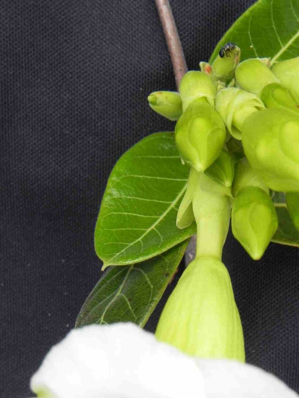 Odontadenia lutea other