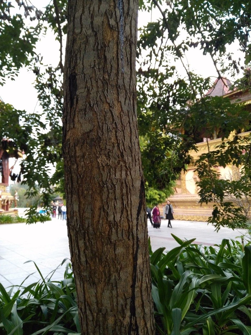 Dalbergia hupeana bark