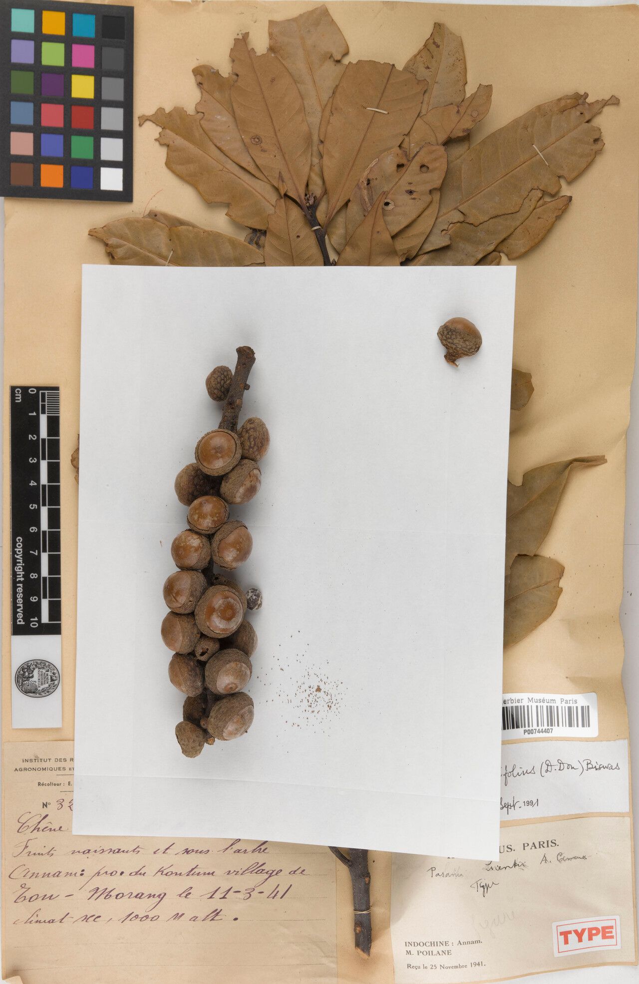 Lithocarpus licentii — houseplant care guide