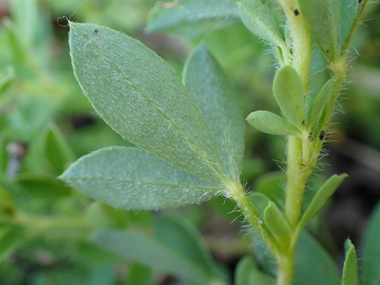 Cytisus lotoides — houseplant care guide