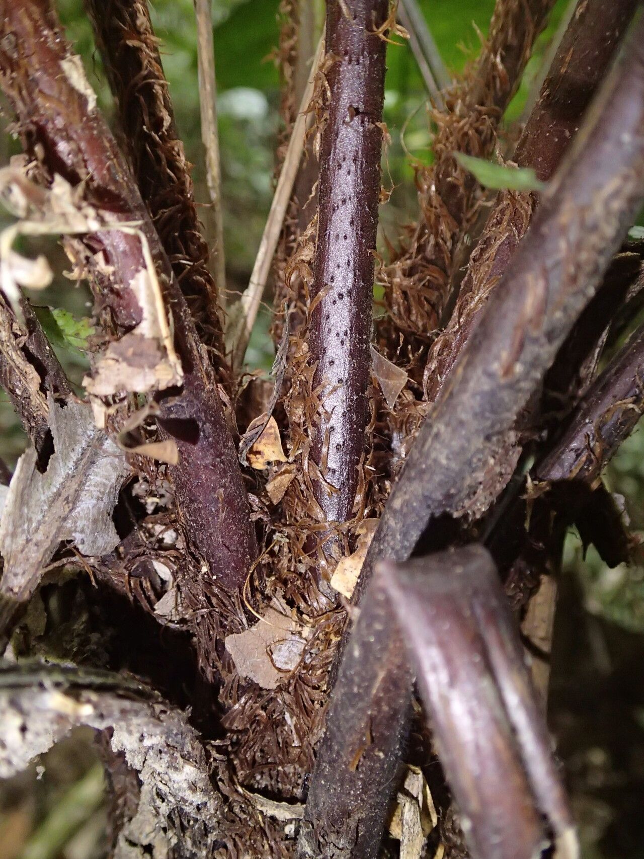 Alsophila camerooniana other